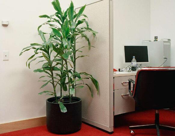 公司摆放植物要注意的花瓶形状风水知识