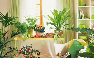 家庭植物风水选择 家中不同房间的植物选择