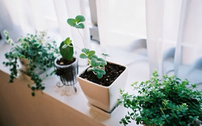小盆栽可以摆放在客厅的哪个地方