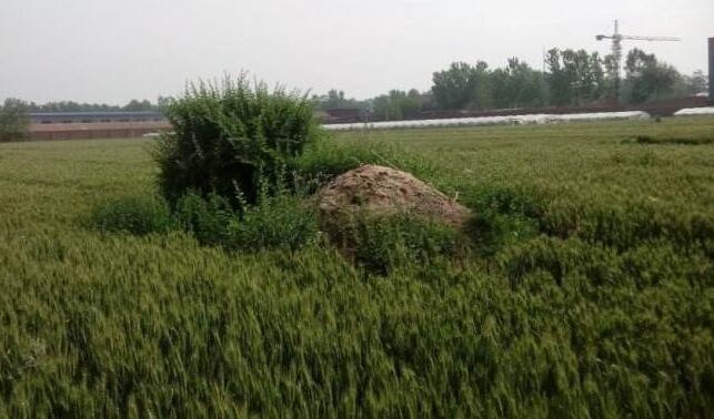 祖上的墓地上面长满了杂草会影响风水吗？