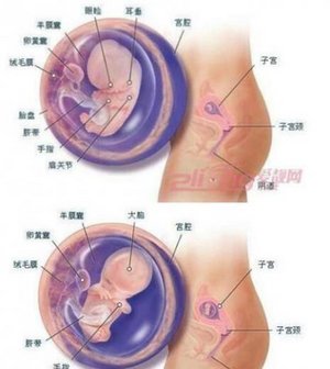 怀孕期间胎儿发育全过程图6-10周
