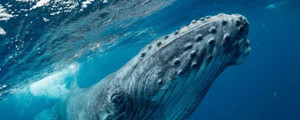 鲸是鱼类还是哺乳动物
