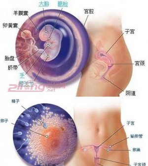 怀孕一个月胎儿发育过程图