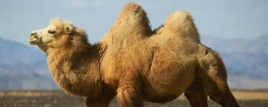 成年骆驼有多重