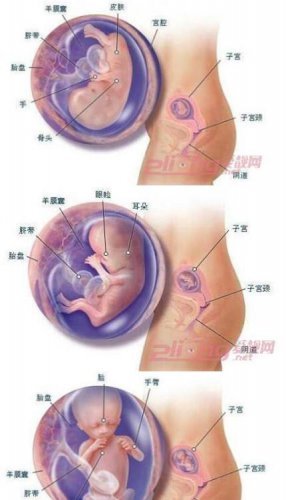 怀孕期间胎儿发育全过程图11-15周