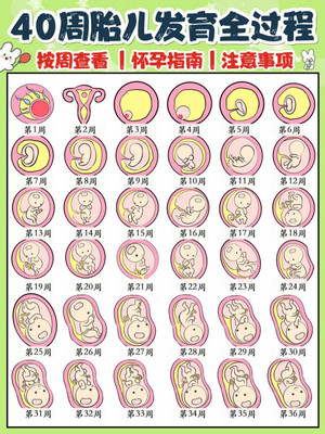 孕期40周胎儿发育过程图&注意事项