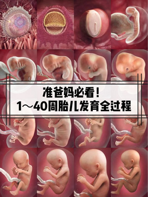 干货|孕期1-40周胎儿成长过程| 准爸妈需看
