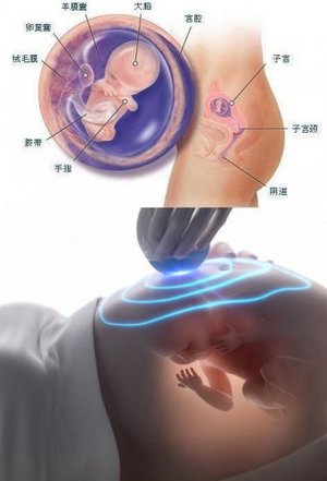胎儿10周发育过程图