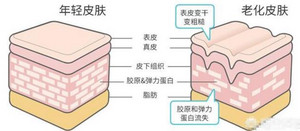 年轻皮肤 老化皮肤