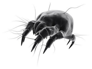 螨虫的危害及防治方法有哪些 简单几招让你远离疾病困扰