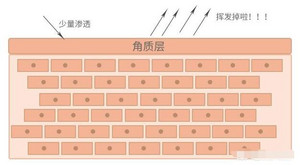 皮肤真皮层结构