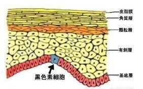 黑色素细胞