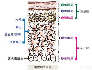 皮肤结构