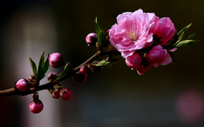 从生辰八字看你命带何种桃花?