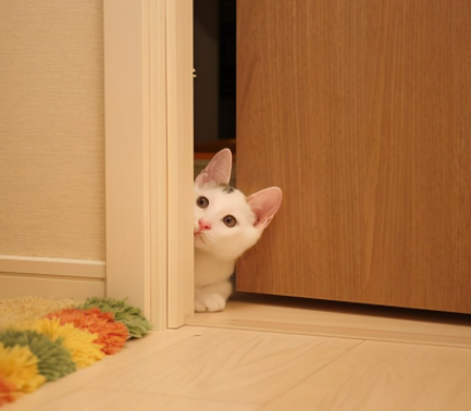 不认识的猫在门口叫预示什么 猫对着家门口叫预示什么