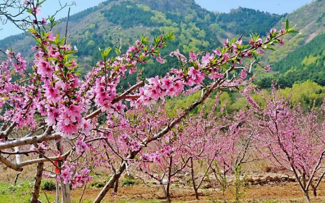 墙外桃花一定会出轨吗  怎么化解墙外桃花